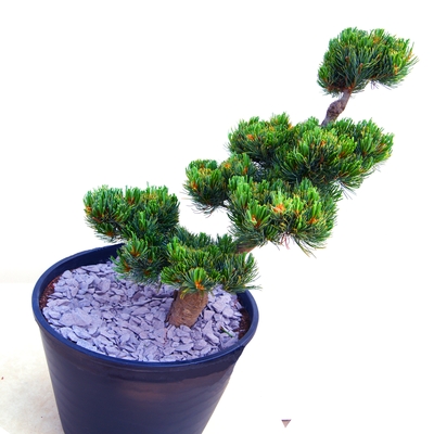 Bonsai- Japankiefer 35 Jahre alt - Pinus parviflora Compacta - Japanische Mädchenkiefer silber/grün- nadelig 100 bis 120cm