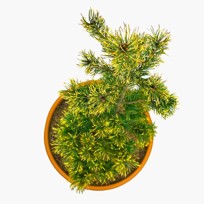 goldene, handveredelte Zwergkiefer - Pinus parviflora 'Goldilocks' - gelbe Zwerg- Mädchenkiefer gelb/grün- nadelig 30- 40cm