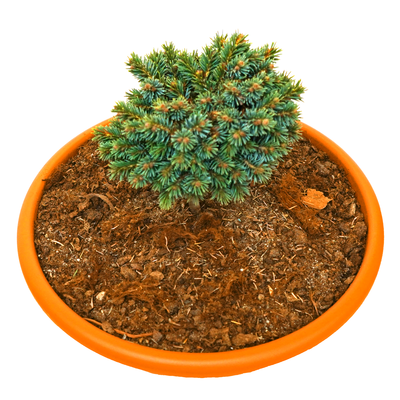handveredelte Miniaturfichte - Picea glauca 'Jaspar' -  Miniaturfichte blau- nadelig 15- 20cm