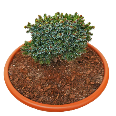 handveredelte Miniaturfichte - Picea omorika 'Fröndenberg' -  Miniaturfichte silber/grün- nadelig 15- 20cm