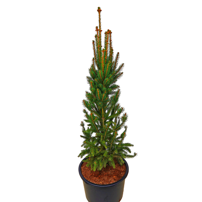 handveredelte Säulenfichte - Picea abies 'Cupressina' - Säulenfichte grün- nadelig 80- 100cm