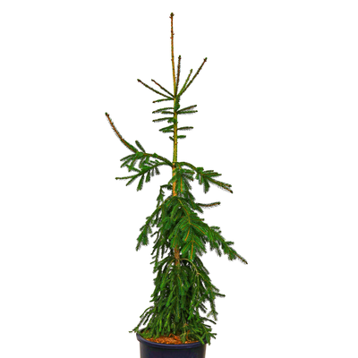 handveredelte Hänge- Fichte - Picea abies 'Rothenhaus' - Hänge- Fichte grün- nadelig 80- 100cm