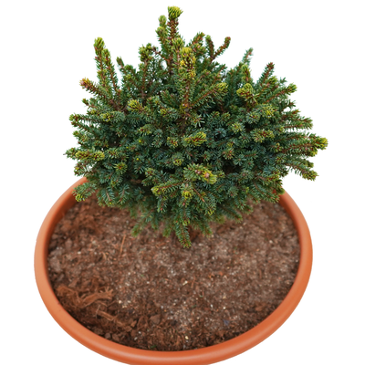 handveredelte Zwergfichte - Picea glehnii 'Chitosemaru' -  Zwergfichte silber/grün- nadelig 15- 20cm