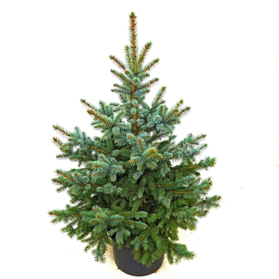 Blaufichte - Picea pungens 'Glauca' - Blaufichte silber/grün- nadelig 100- 125cm