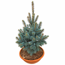 handveredelte Säulen- Blaufichte - Picea pungens 'Polarstern' - Säulen- Blaufichte silber/blau- nadelig 60-80cm