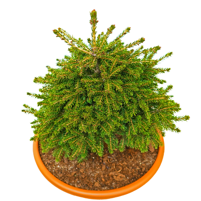 handveredelte Zwerg- Pyramidenfichte - Picea orientalis 'Losley' - orientalische Zwerg- Pyramidenfichte grün- nadelig 25- 30cm