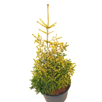 handveredelte Goldfichte - Picea orientalis 'Skylands' - orientalische Goldfichte gold/grün- nadelig 100- 125cm