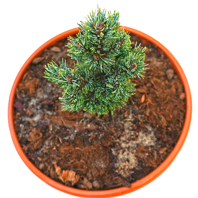 handveredelte Zwergkiefer - Pinus aristata 'Bashful' - Zwerg- Grannenkiefer silber/grün- nadelig 20- 25cm