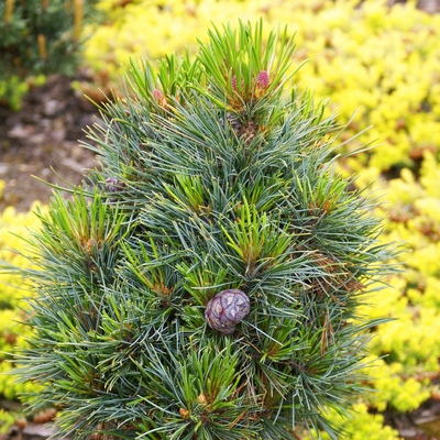 handveredelte Zwergkiefer - Pinus cembra 'Tiroler Berggeist' - Zwerg- Zirbelkiefer silber/grün- nadelig