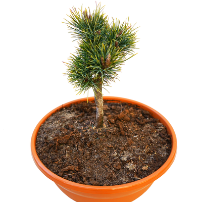 handveredelte Miniatur- Zirbe - Pinus cembra 'Ortler' - Miniatur- Zirbelkiefer silber/blau- nadelig 20- 25cm