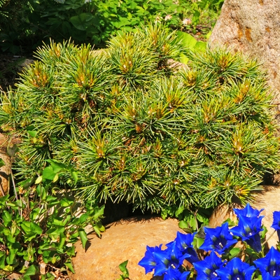 handveredelte Miniatur- Zirbe - Pinus cembra 'Ortler' - Miniatur- Zirbelkiefer silber/blau- nadelig