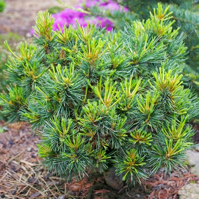 handveredelte Zwerg- Zirbe - Pinus cembra 'Ötzi' - Zwerg- Zirbelkiefer silber/blau- nadelig