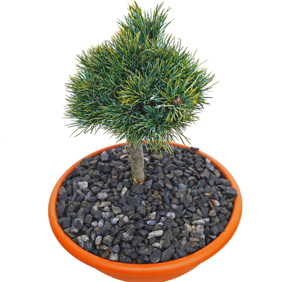 handveredelte Zwergkiefer - Pinus cembra 'Zapfenkönig' - Zwerg- Zirbelkiefer silber/grün- nadelig 25- 30cm