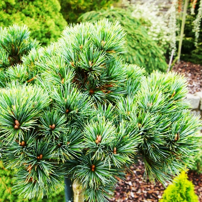 handveredelte Zwergkiefer - Pinus koraiensis 'Amur' - Zwerg- Koreakiefer silber/grün- nadelig
