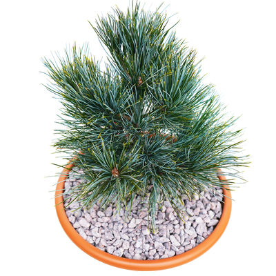 handveredelte Zwergkiefer - Pinus koraiensis 'Chanbai' - Zwerg- Koreakiefer silber/blau- nadelig