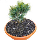 handveredelte Zwergkiefer - Pinus koraiensis 'La Lao Yang' - Zwerg- Koreakiefer silber- nadelig
