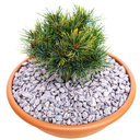handveredelte Zwergkiefer - Pinus koraiensis 'Nihao' - Zwerg- Koreakiefer silber/grün- nadelig