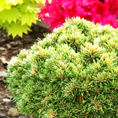 handveredelte Zwergkiefer - Pinus mugo 'Allgäu' - Zwerg- Latschenkiefer grün- nadelig