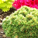 handveredelte Zwergkiefer - Pinus mugo 'Allgäu' - Zwerg- Latschenkiefer grün- nadelig