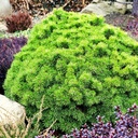 handveredelte Zwergkiefer - Pinus mugo 'Benjamin' - Zwerg- Latschenkiefer grün- nadelig
