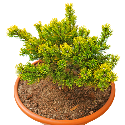 handveredelte Zwergkiefer - Pinus mugo 'Starkl' - im Winter goldene Kissen- Latschenkiefer 15- 20cm