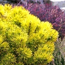 handveredelte Zwergkiefer - Pinus mugo 'Starkl' - im Winter goldene Kissen- Latschenkiefer