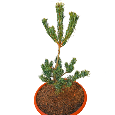 handveredelte Zwergkiefer - Pinus parviflora 'Zapfenglück' - japanische Zapfenkiefer silber/blau- nadelig 30- 40cm