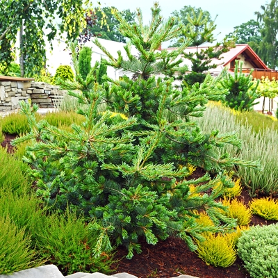 handveredelte Zwergkiefer - Pinus parviflora 'Zapfenglück' - japanische Zapfenkiefer silber/blau- nadelig