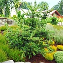 handveredelte Zwergkiefer - Pinus parviflora 'Zapfenglück' - japanische Zapfenkiefer silber/blau- nadelig