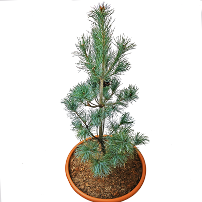 handveredelte Zwergkiefer - Pinus parviflora 'Blauer Engel' - Mädchenkiefer blau- nadelig