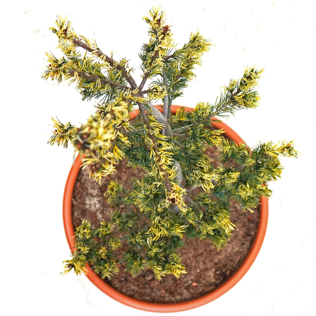 gold gestreifte, handveredelte Zwergkiefer - Pinus parviflora 'Fukai' - Gold- Zebra- Mädchenkiefer gelb/grün- nadelig 40- 50cm