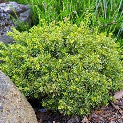 handveredelte Zwergkiefer - Pinus parviflora 'Flunky Ball (FW- 3)' - Zwerg- Mädchenkiefer grün- nadelig