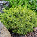 handveredelte Zwergkiefer - Pinus parviflora 'Flunky Ball (FW- 3)' - Zwerg- Mädchenkiefer grün- nadelig