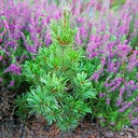 handveredelte Zwergkiefer - Pinus parviflora 'Hatch Ichi' - Miniatur- Mädchenkiefer silber/blau- nadelig