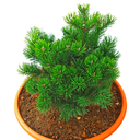 TOP DEAL - die handveredelte Zwergkiefer zum Kennenlernen - von uns und nur für Dich! - Pinus mugo Zwerg, Kugel-Latschenkiefer grün-nadelig 20cm