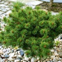 handveredelte Zwergkiefer - Pinus parviflora 'Karen (FW- 7)' - Zwerg- Mädchenkiefer silber- nadelig