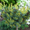 handveredelte Zwergkiefer - Pinus parviflora 'Kusu Dama' - Zwerg- Mädchenkiefer silber/blau- nadelig