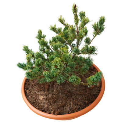 handveredelte Zwergkiefer - Pinus parviflora 'Silver Dollar (M-PAR 6)' - Zwerg- Mädchenkiefer silber- nadelig 25- 30cm