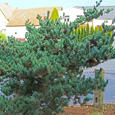 handveredelte Zwergkiefer - Pinus parviflora 'Nasu Yuraku' - Zwerg- Mädchenkiefer silber/blau- nadelig