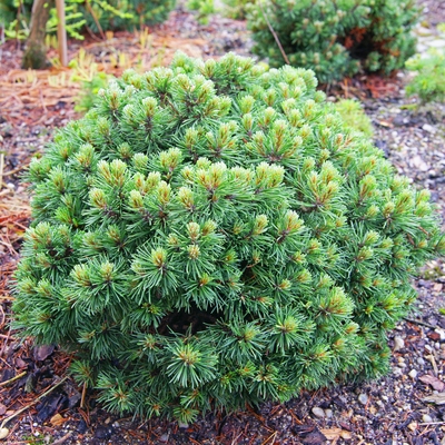 handveredelte Zwergkiefer - Pinus sylvestris 'Sandringham' - Zwerg- Waldkiefer silber/blau- nadelig