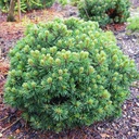 handveredelte Zwergkiefer - Pinus sylvestris 'Sandringham' - Zwerg- Waldkiefer silber/blau- nadelig