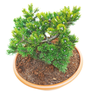 handveredelte Zwergkiefer - Pinus uncinata 'Grüne Welle' - Zwerg- Hakenkiefer grün- nadelig 15-20cm
