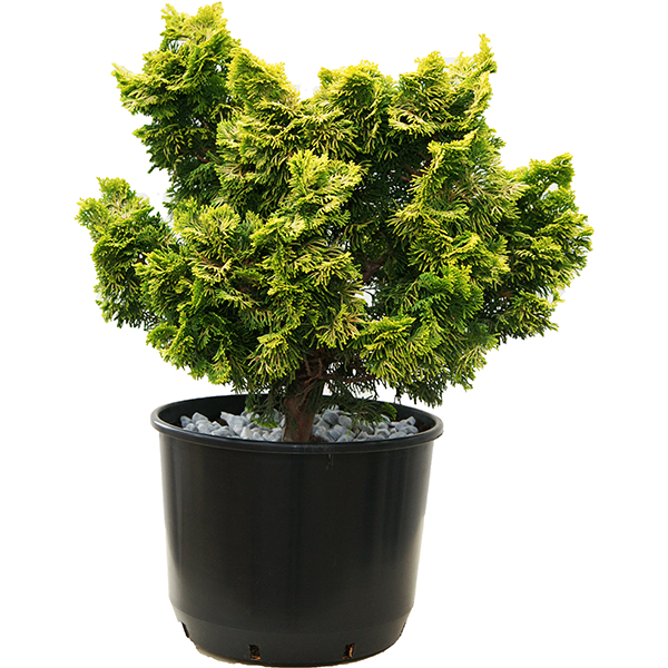 handveredelte Muschel- Zypresse - Chamaecyparis obtusa 'Gracilis Aurea' - Zwerg- Muschel- Zypresse gelb/grün- nadelig 25-30cm