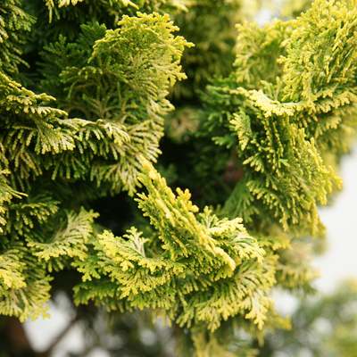 handveredelte Muschel- Zypresse - Chamaecyparis obtusa 'Gracilis Aurea' - Zwerg- Muschel- Zypresse gelb/grün- nadelig
