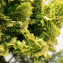 handveredelte Muschel- Zypresse - Chamaecyparis obtusa 'Gracilis Aurea' - Zwerg- Muschel- Zypresse gelb/grün- nadelig