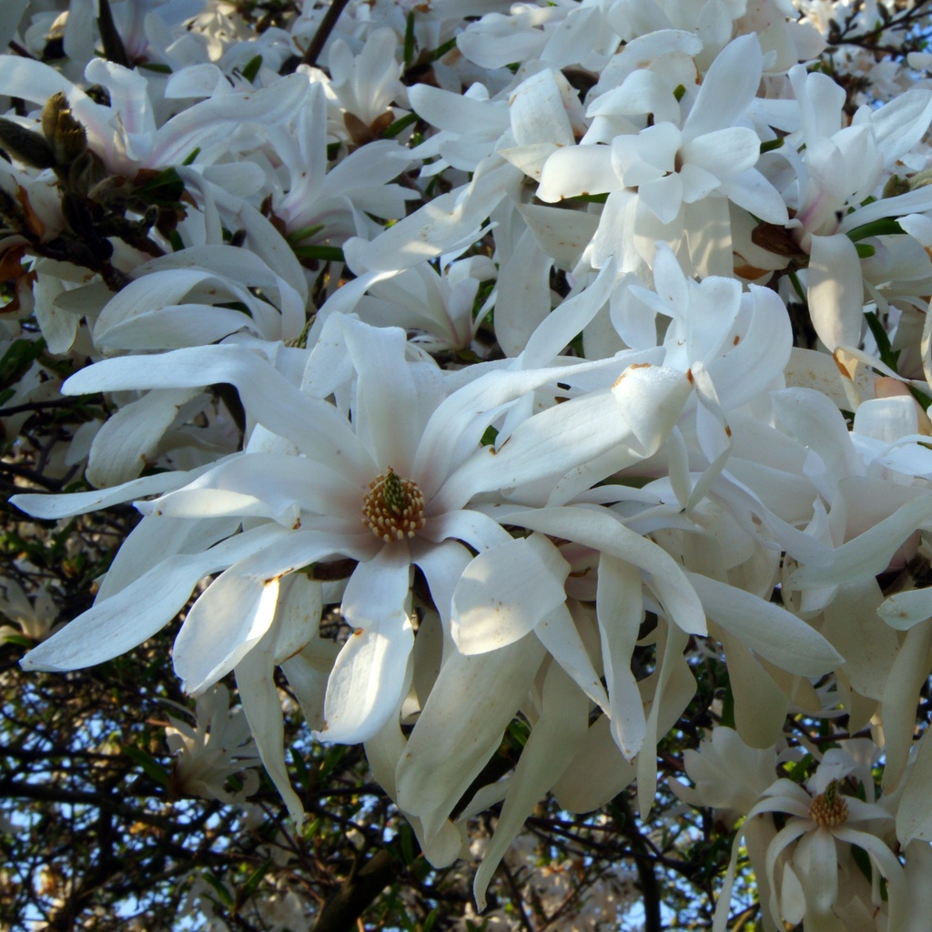 Stern-Magnolie (Magnolia stellata)