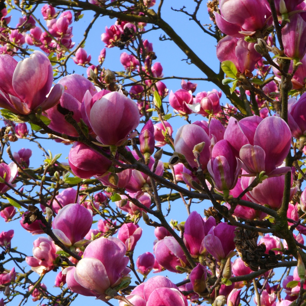 Tulpen-Magnolie (Magnolia x soulangeana) 50-60cm