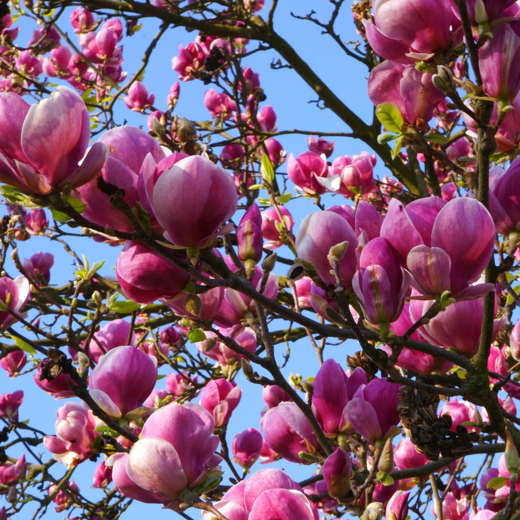 Tulpen-Magnolie (Magnolia x soulangeana)