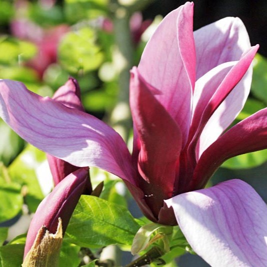 Purpur-Magnolie 'Susan'