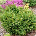 handveredelte Zwergfichte - Picea orientalis 'Barnes' - orientalische Zwergfichte grün- nadelig